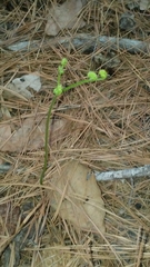 Pteridium aquilinum aquilinum