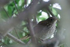 Luscinia svecica