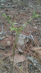 Pteridium aquilinum aquilinum