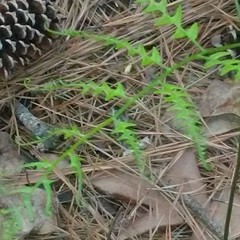 Pteridium aquilinum aquilinum