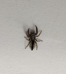 Pseudicius encarpatus