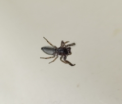 Pseudicius encarpatus