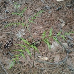 Pteridium aquilinum aquilinum