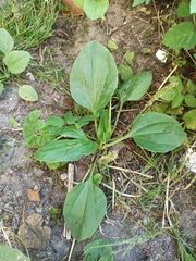 Plantago major