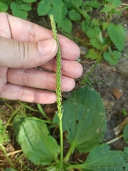 Plantago major