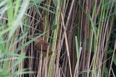 Acrocephalus arundinaceus