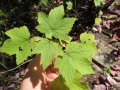 Ribes americanum