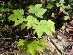 Ribes americanum