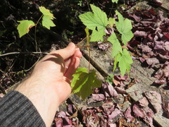 Ribes americanum