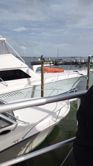 Pelecanus occidentalis