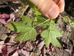 Ribes americanum