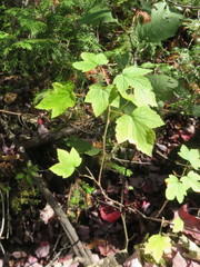 Ribes americanum