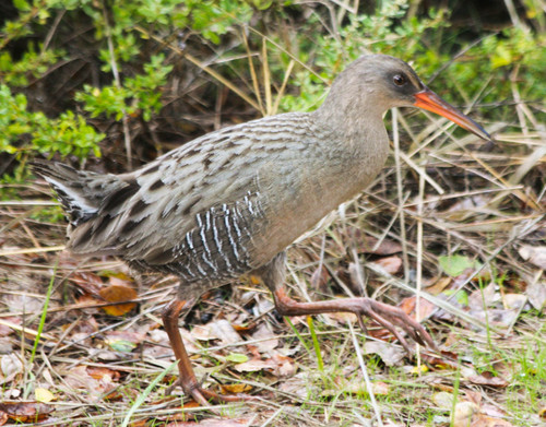 Rallus obsoletus