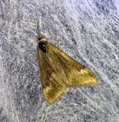 Pyrausta aerealis