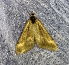 Pyrausta aerealis