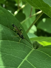 Amblyteles armatorius