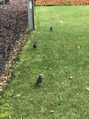 Turdus mandarinus