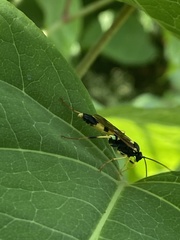 Amblyteles armatorius