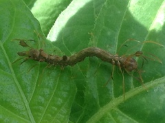 Homodes bracteigutta