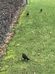 Turdus mandarinus