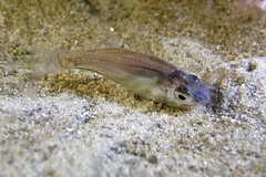 Ambassis jacksoniensis