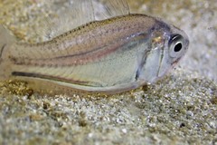 Ambassis jacksoniensis