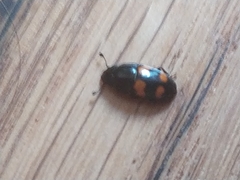 Glischrochilus grandis