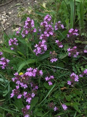 Thymus praecox britannicus