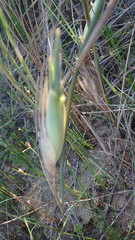 Ehrharta villosa