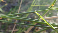 Ehrharta villosa