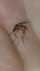 Aedes canadensis canadensis