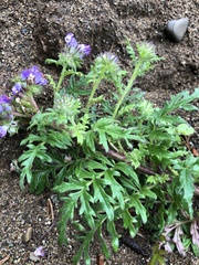Phacelia franklinii
