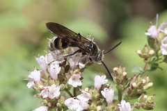 Dielis plumipes