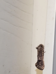 Acrolophus arcanella