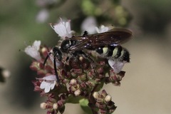 Dielis plumipes
