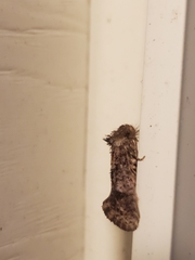 Acrolophus arcanella