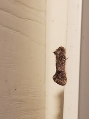 Acrolophus arcanella