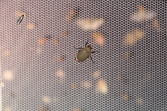 Callistethus plagiicollis