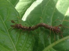 Homodes bracteigutta