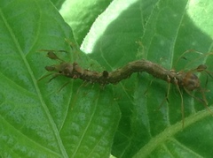 Homodes bracteigutta