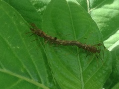 Homodes bracteigutta