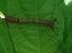 Homodes bracteigutta