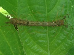 Homodes bracteigutta