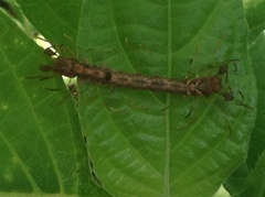 Homodes bracteigutta