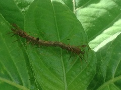 Homodes bracteigutta