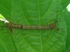 Homodes bracteigutta