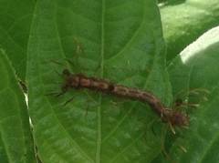 Homodes bracteigutta