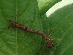 Homodes bracteigutta