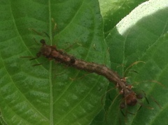 Homodes bracteigutta