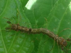 Homodes bracteigutta